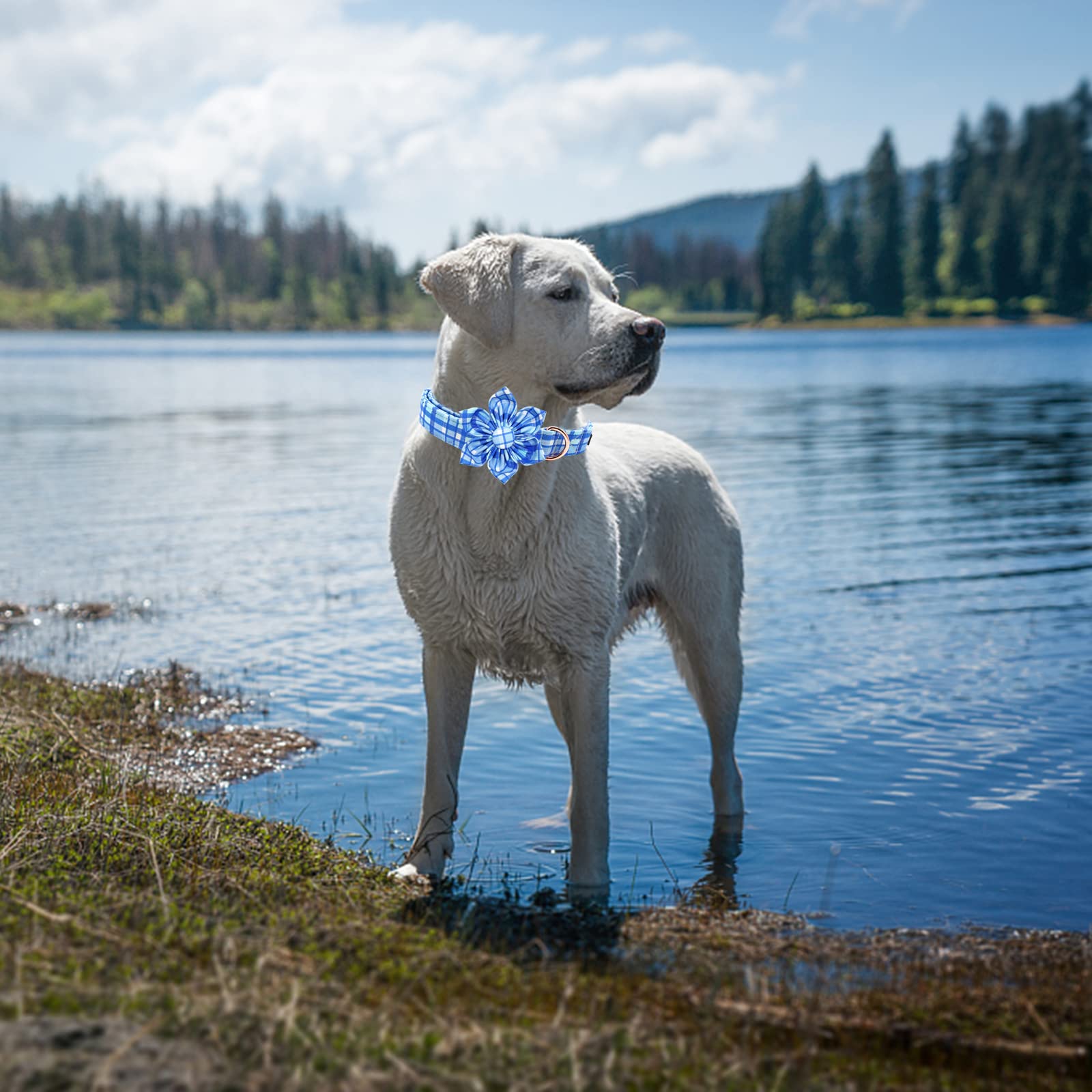 Elegant Blue Plaid Dog Collar with Flower - Soft Adjustable Pet Collar for Medium Dogs | Perfect for Daily Walks, Pet Photos & Special Occasions