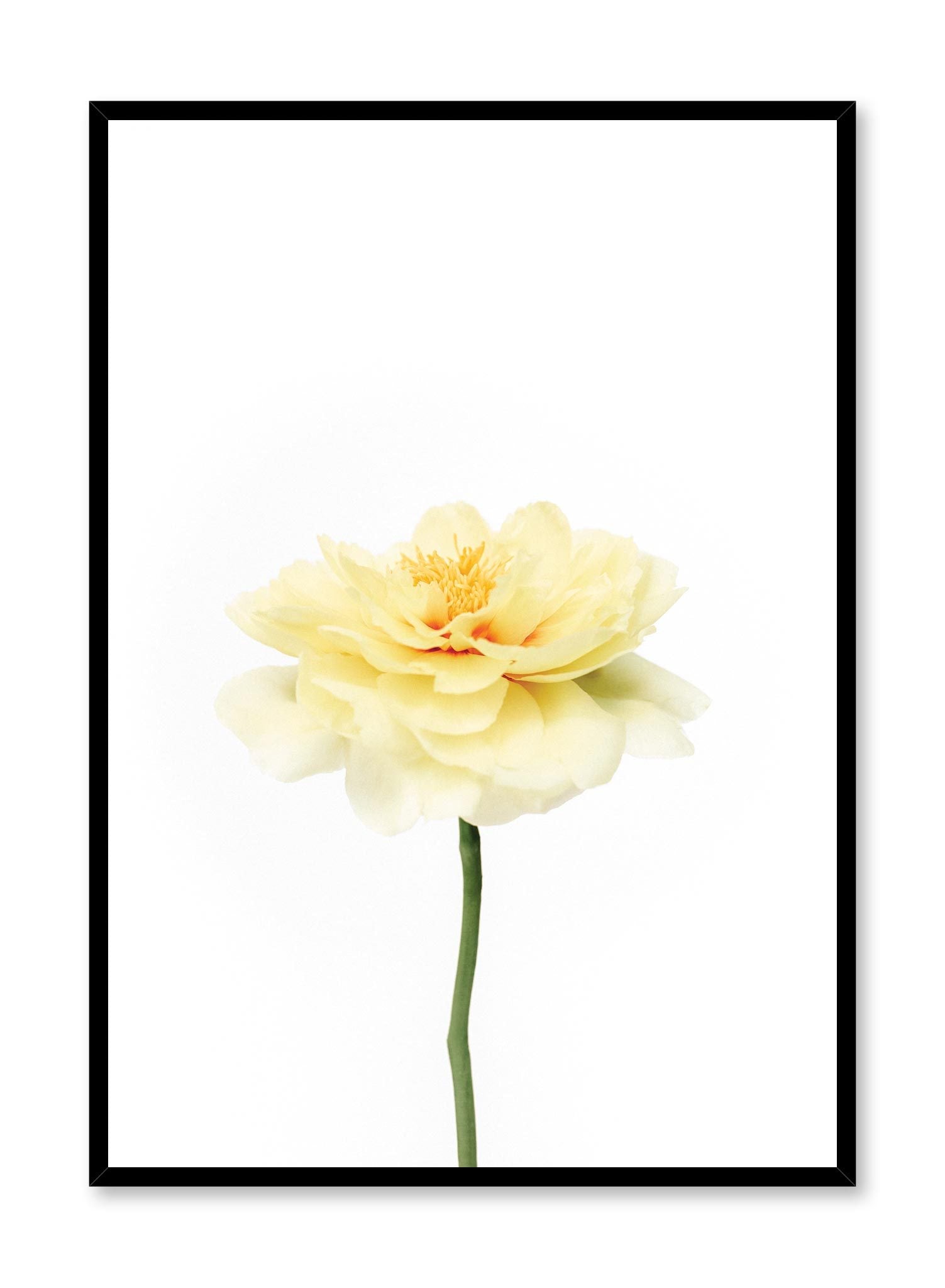 Petal Burst Floral Wall Art Print - Vibrant Botanical Poster for Home Decor, Living Room, Bedroom & Office | Modern Aesthetic Wall Decor