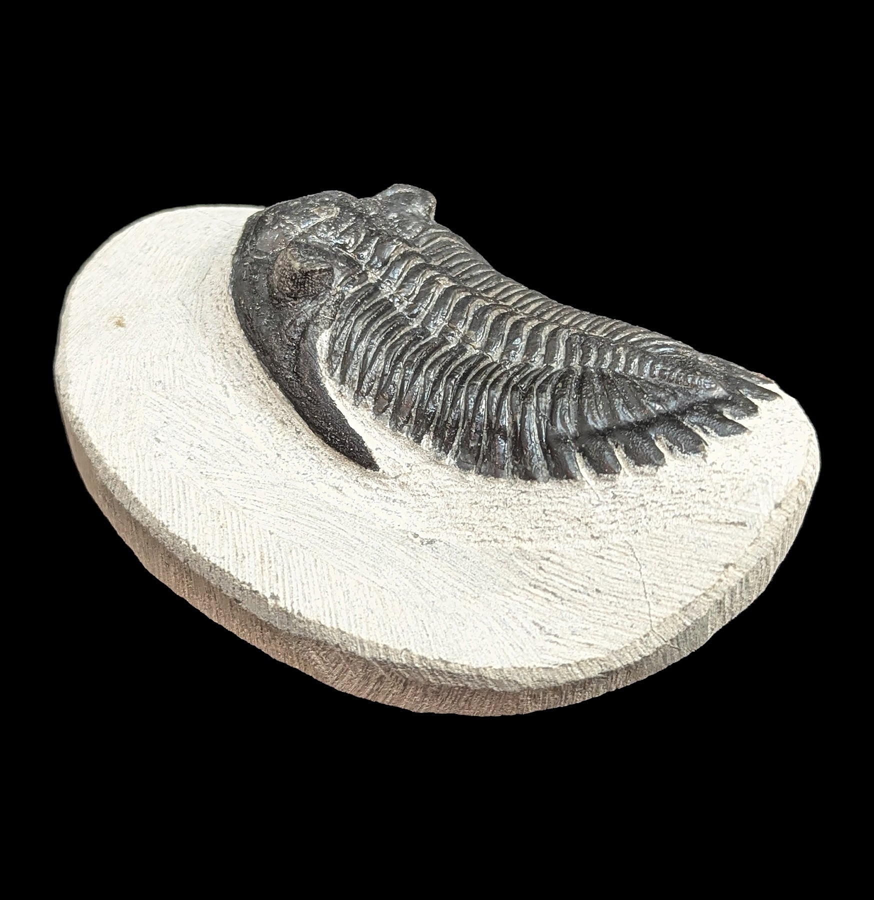 Hollardops Trilobite Fossil in Matrix - Authentic Prehistoric Specimen for Collectors, Paleontology Enthusiasts & Home Decor - Perfect for Display, Education & Gifts
