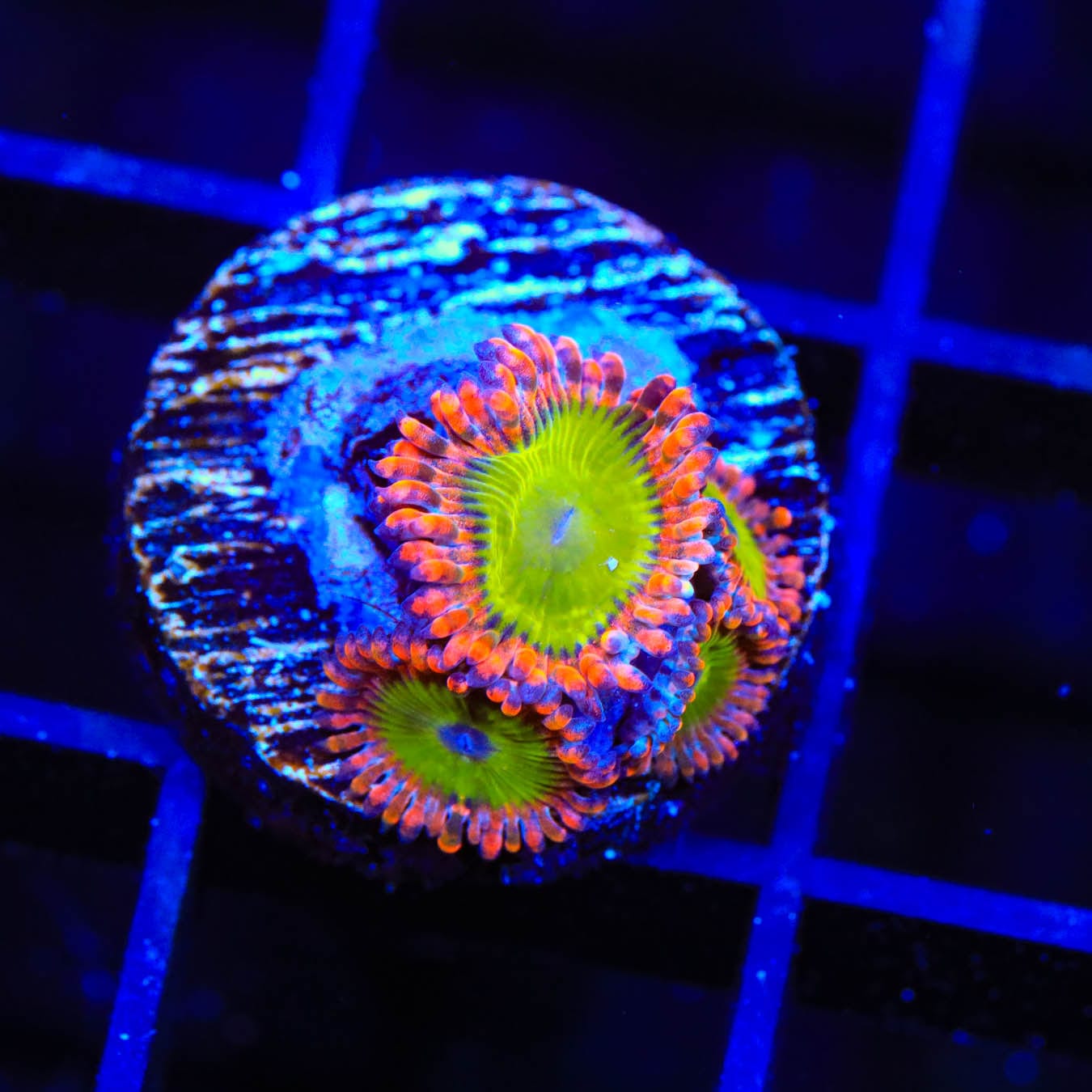 CB Electric Oompa Loompa Zoanthids Coral - Vibrant Saltwater Aquarium Coral for Reef Tanks & Marine Displays
