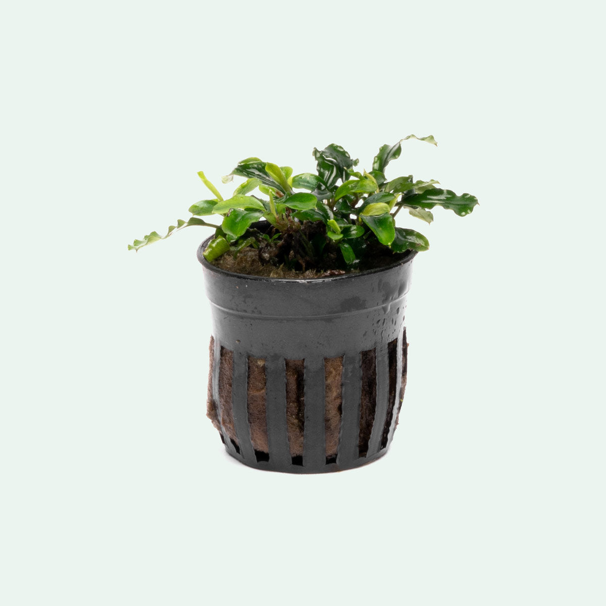 Bucephalandra Green Wavy Live Aquarium Plant - Rare Aquatic Plant for Fish Tank, Aquascaping & Nano Tanks | Perfect for Low-Tech Planted Aquariums & Shrimp Habitats