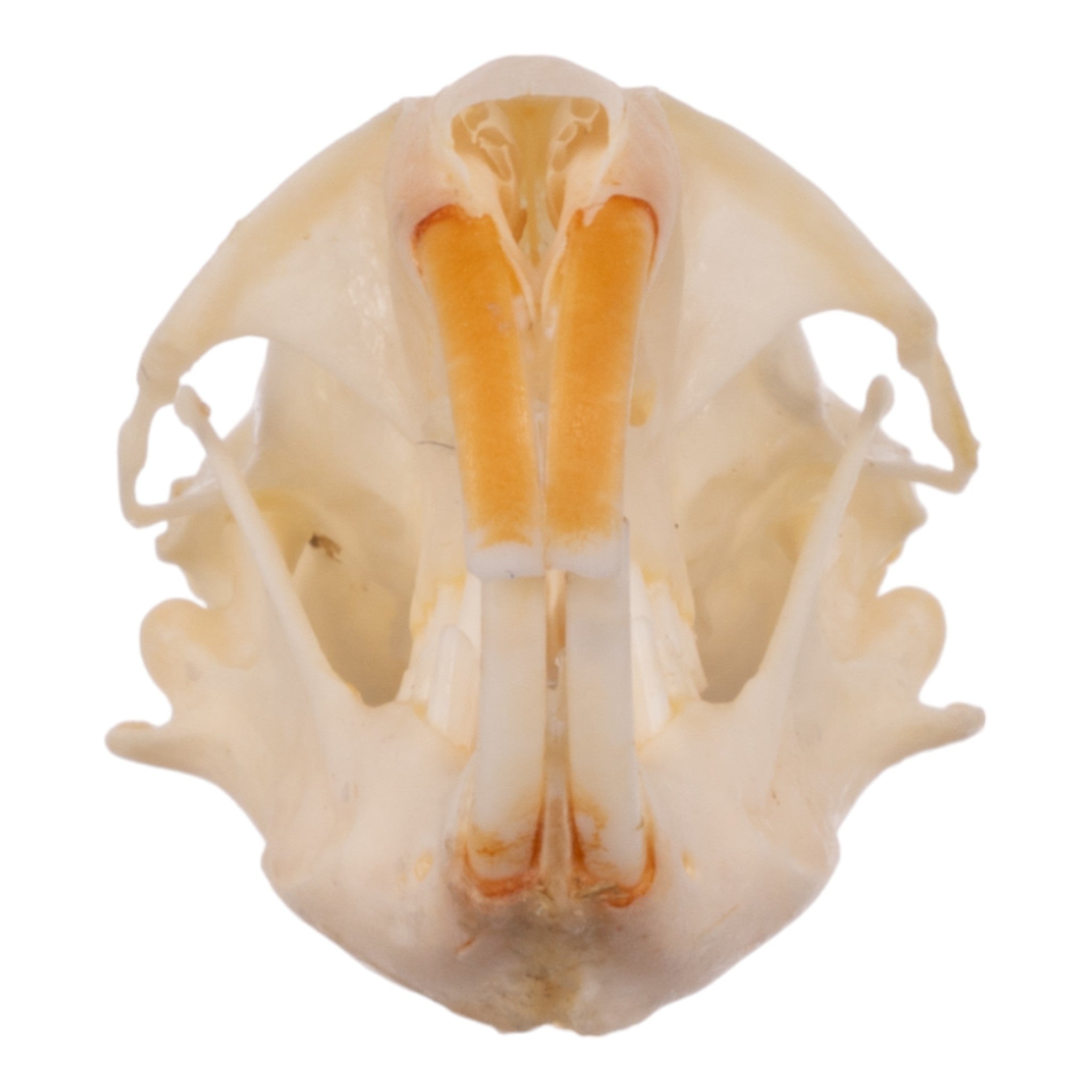 Authentic Idaho Pocket Gopher Skull - Taxidermy Specimen for Science Study, Oddity Collectors & Home Decor - Perfect for Educational Displays, Cabin Decor & Gothic Collections