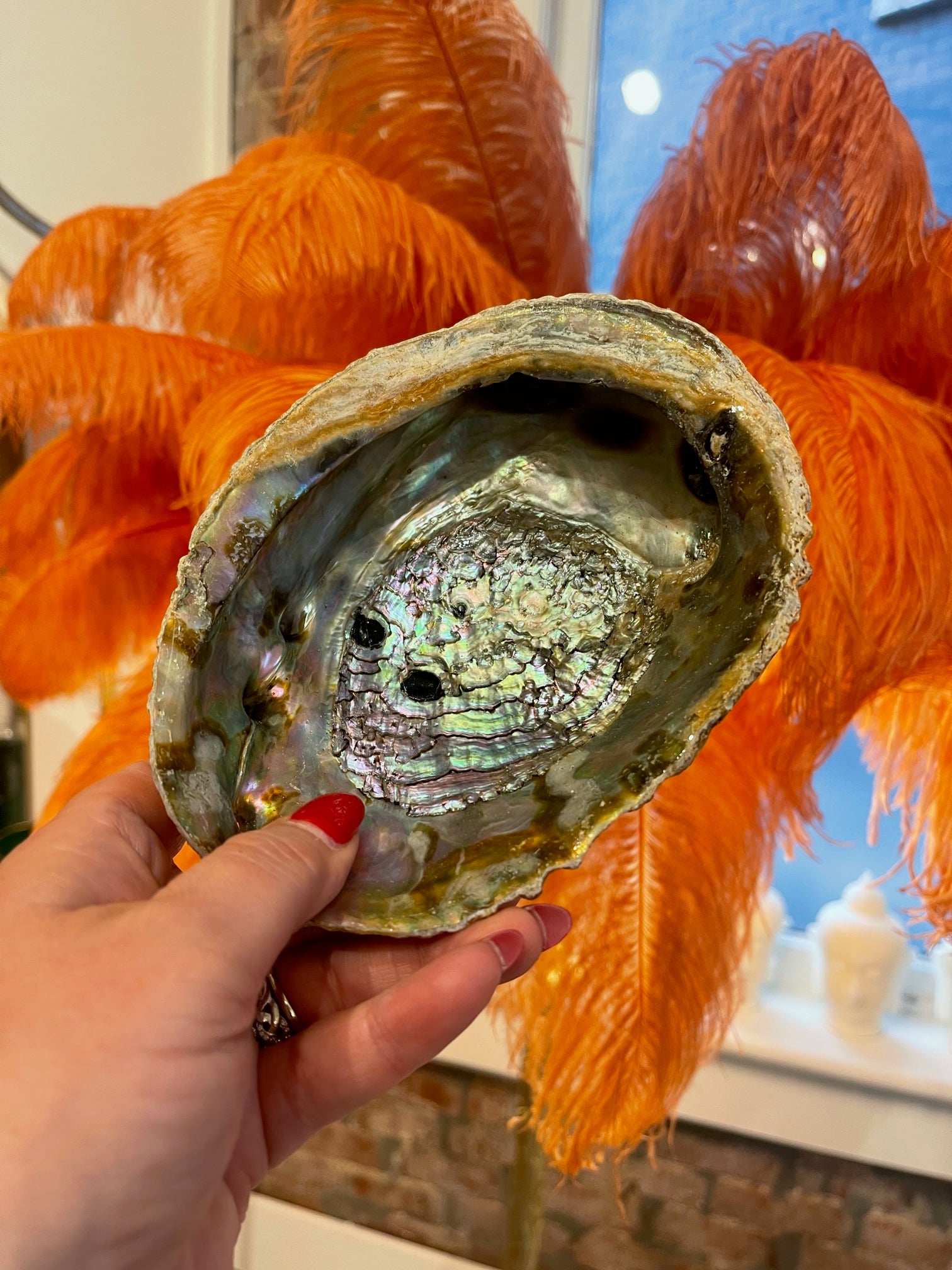 Premium Large Abalone Shells for Home Decor, Crafts, and Wedding Centerpieces – Natural Seashells for DIY Projects and Beach-Themed Decorations
