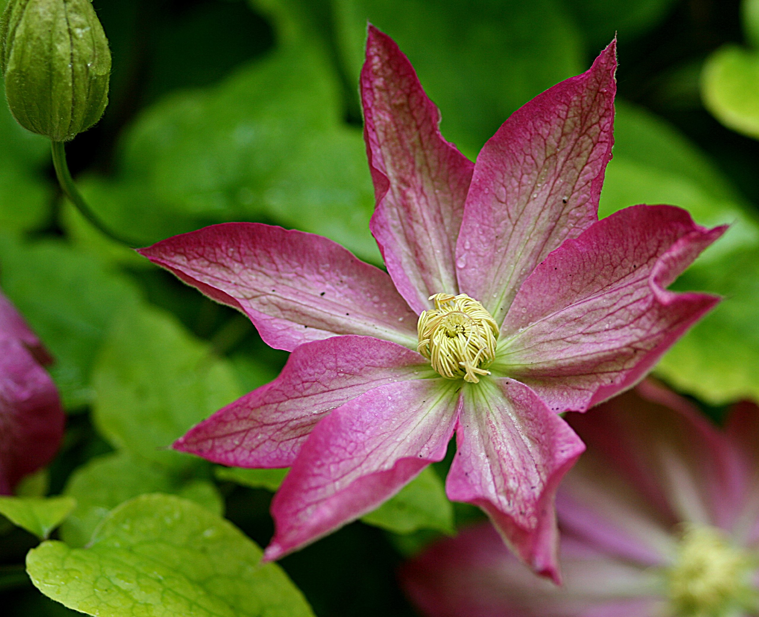 Asao Clematis - 5 Live Plants in 4 Inch Pots - Clematis 'Asao' Starter Plants with Bold Pink Flowers - Perfect for Garden Trellises, Fences, and Outdoor Landscaping