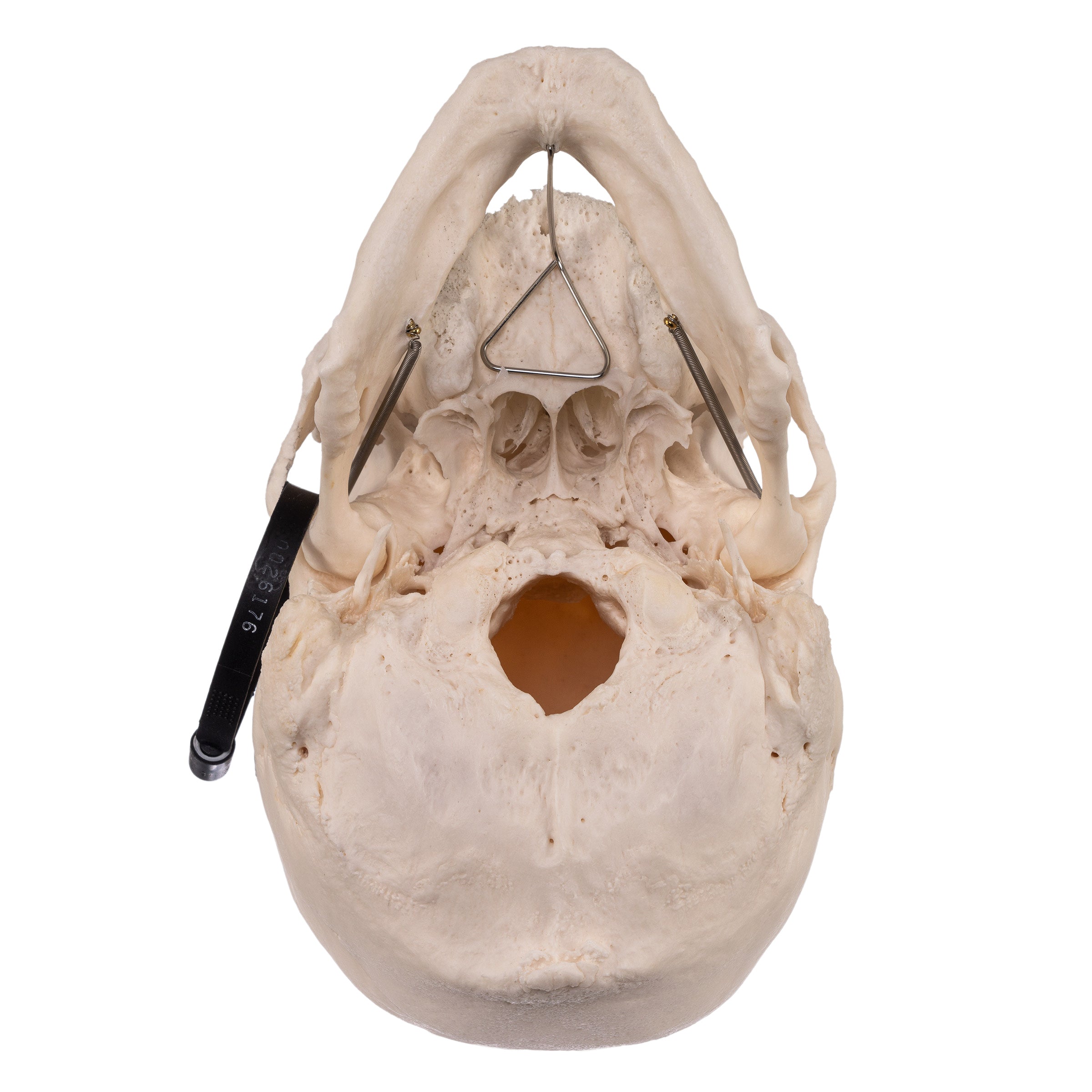 Premium Anatomical Human Skull Model for Medical Students & Researchers - Accurate Life-Size Replica for Anatomy Study, Classroom Teaching & Halloween Decor