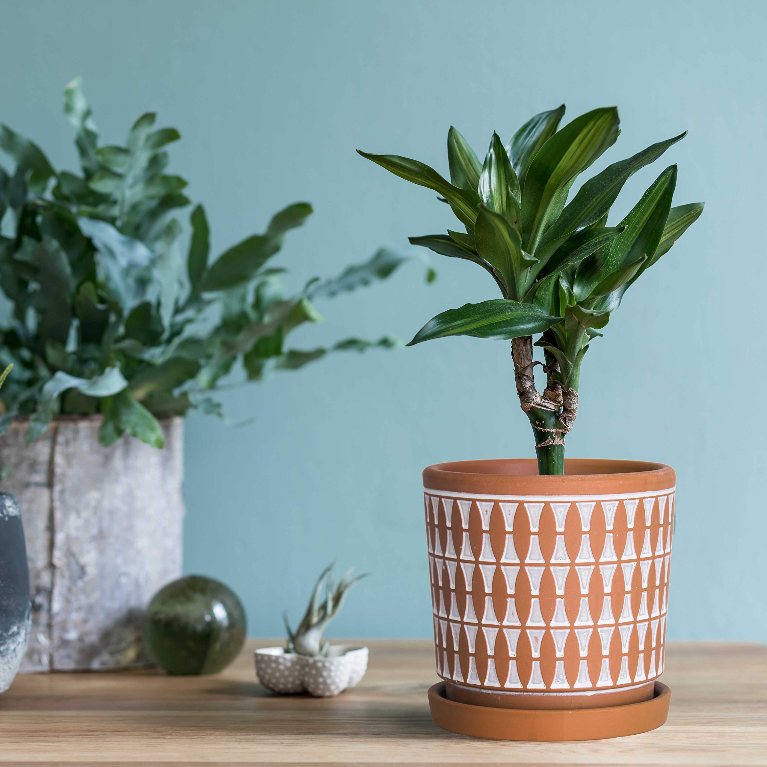 D'vine Dev Set of 2 Terracotta Plant Pots - 4 Inch & 6 Inch Clay Planters with Drainage Holes & Saucers - Pottery Red/White Indoor Outdoor Flower Pots for Succulents, Herbs, Small Plants - Home Garden Decor