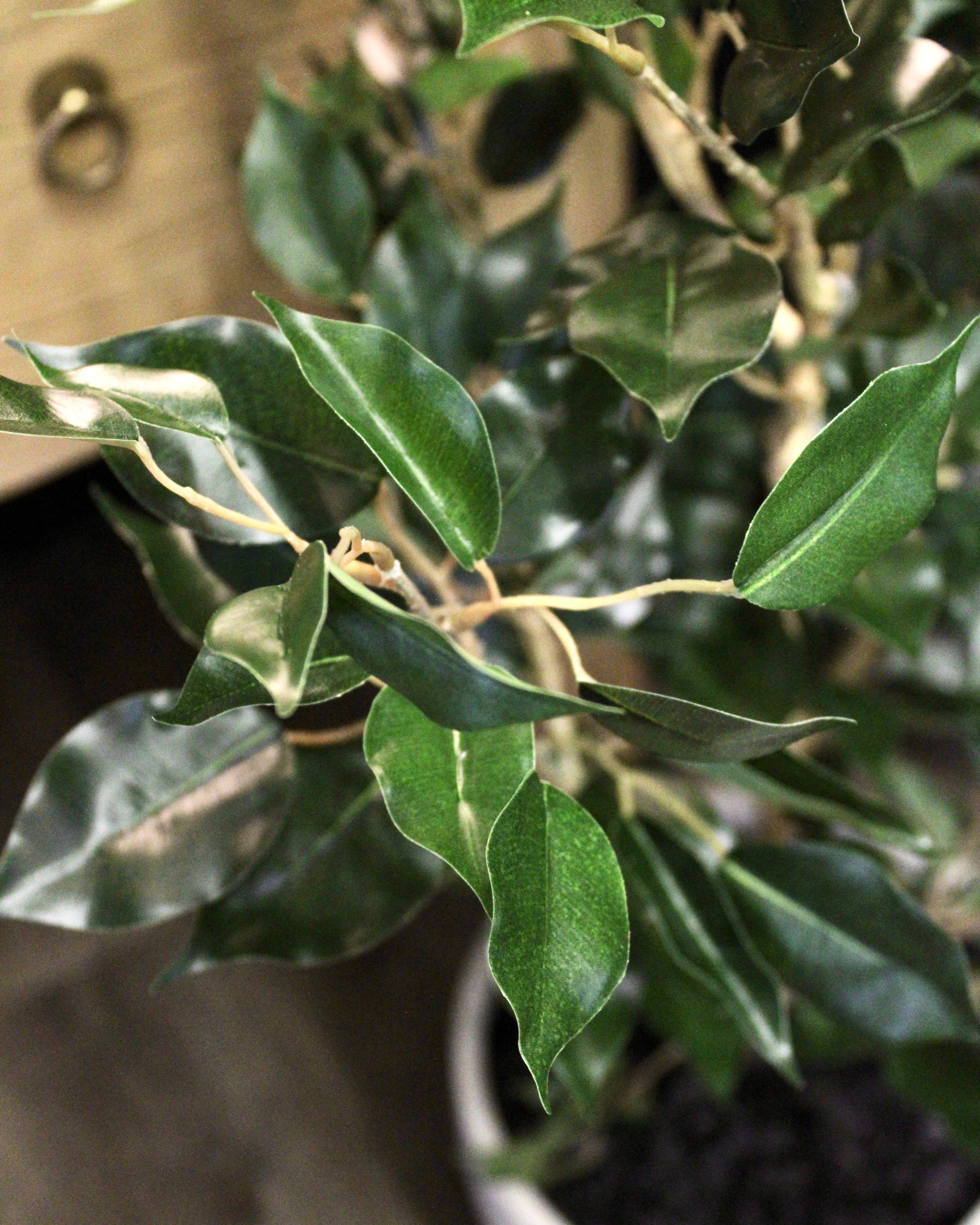 4' Benjamina Ficus Tree - Perfect Indoor Plant for Home & Office Decor | Low Maintenance Houseplant for Living Room, Bedroom, or Workspace