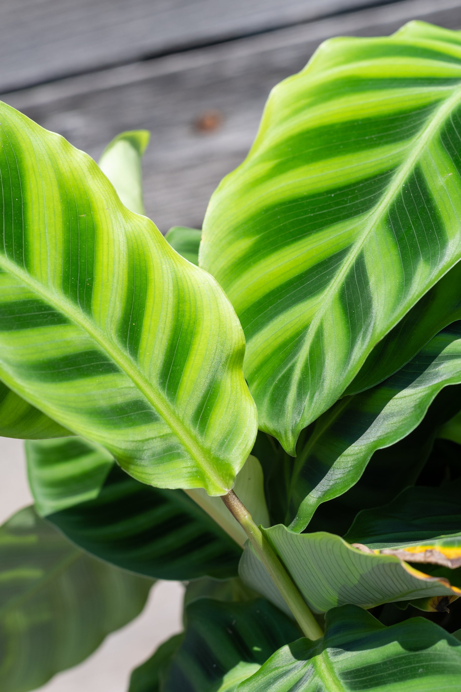 Calathea Zebrina Plant - 6 Inch Live Prayer Plant for Home & Office Decor | Easy Care Indoor Houseplant for Low Light Spaces