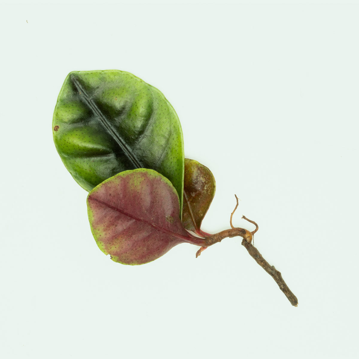 Ardisia Tricolor Type 2 - Rare Variegated Houseplant for Home & Office Decor | Perfect for Indoor Gardens, Terrariums & Gift Giving