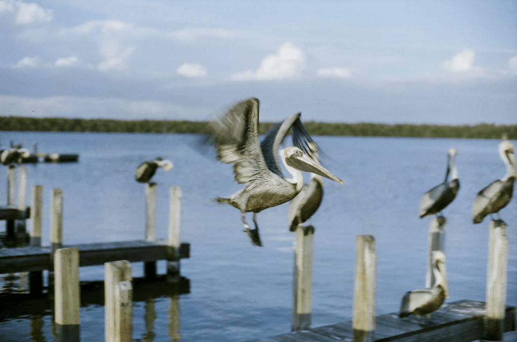 Cinestill 50Daylight Xpro C-41 Color Negative Film 35mm - 36 Exposures for Professional Photography & Daylight Shooting - Perfect for Landscape, Portrait, and Street Photography