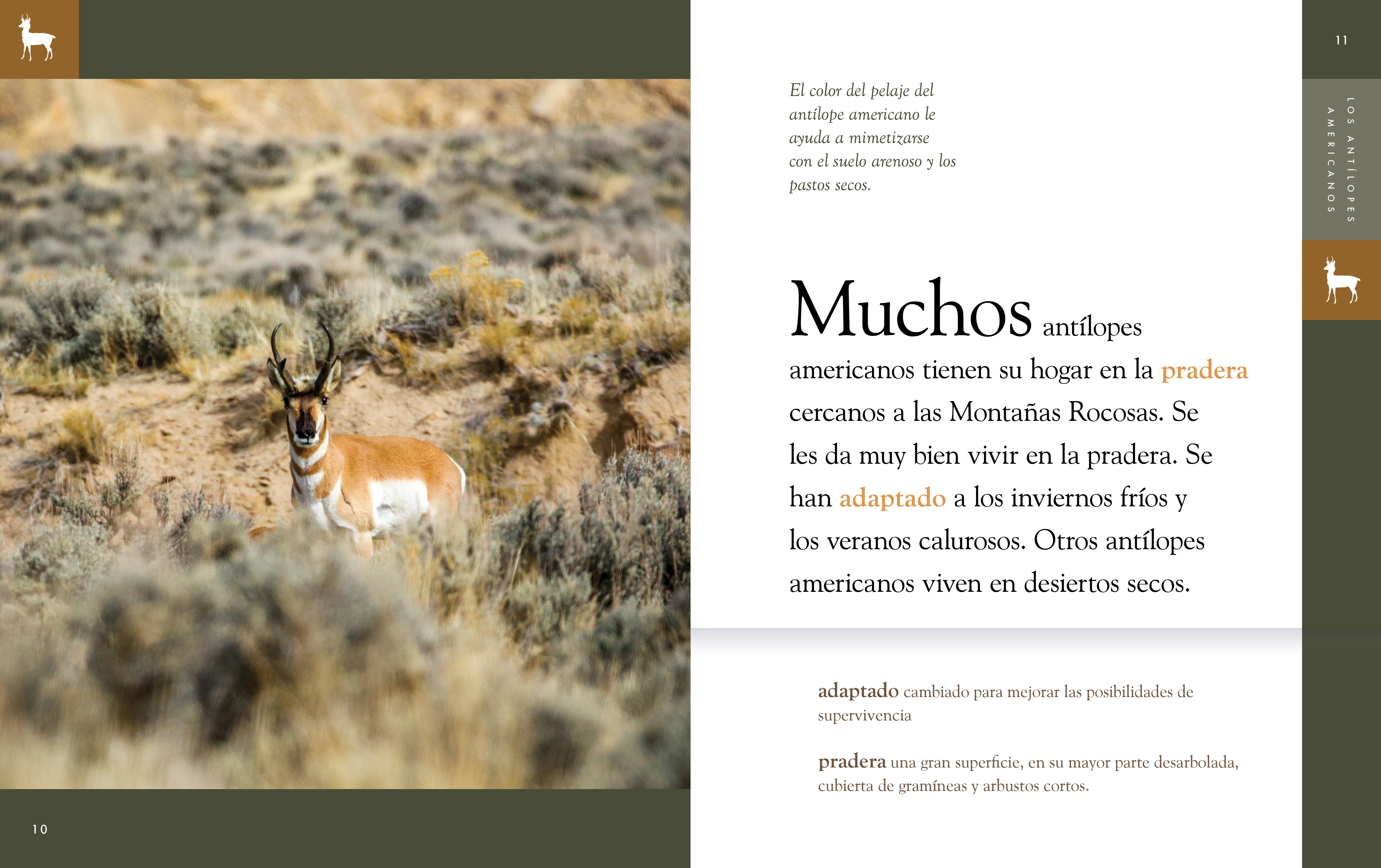 American Antelope Hunting Gear & Accessories - Durable Outdoor Equipment for Hunting, Camping & Wildlife Adventures