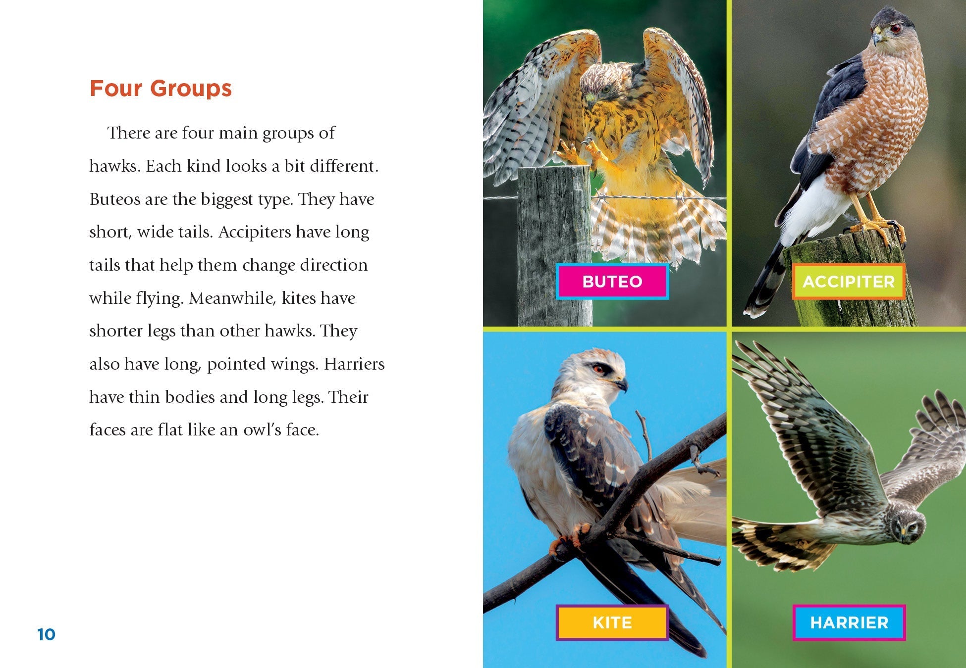 Hawks Book 9781623105549 - Wildlife & Nature Guide for Bird Watching & Outdoor Enthusiasts