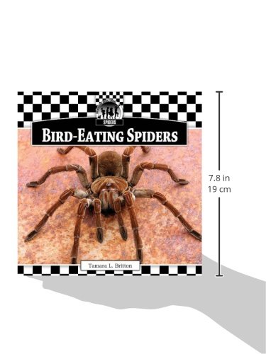Bird-Eating Spiders for Sale | Large Exotic Tarantulas | Perfect for Reptile Enthusiasts & Unique Pet Collections