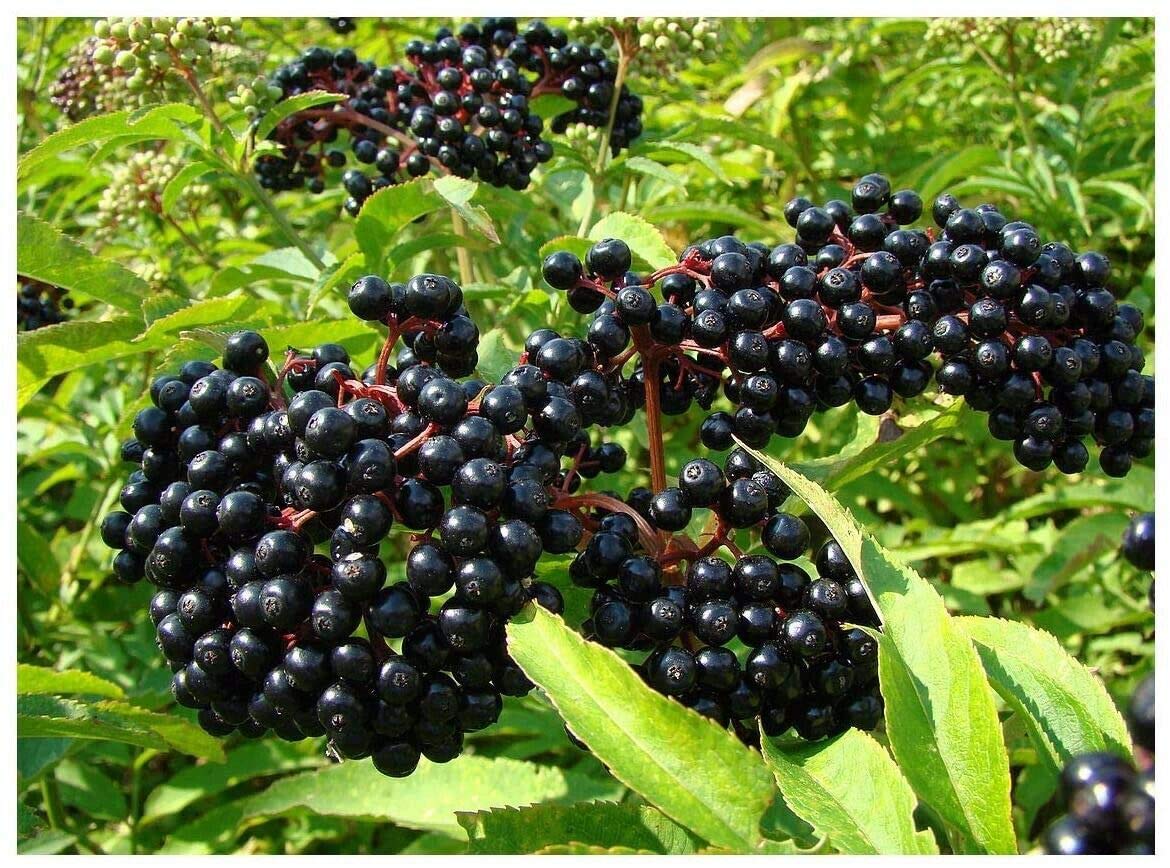 Adams Elderberry Unrooted Cuttings (13 Pack) - American Native Black Fruit Bearing Perennial Plants - Fresh Live Cuttings for Home Garden, Landscaping, and Berry Farming