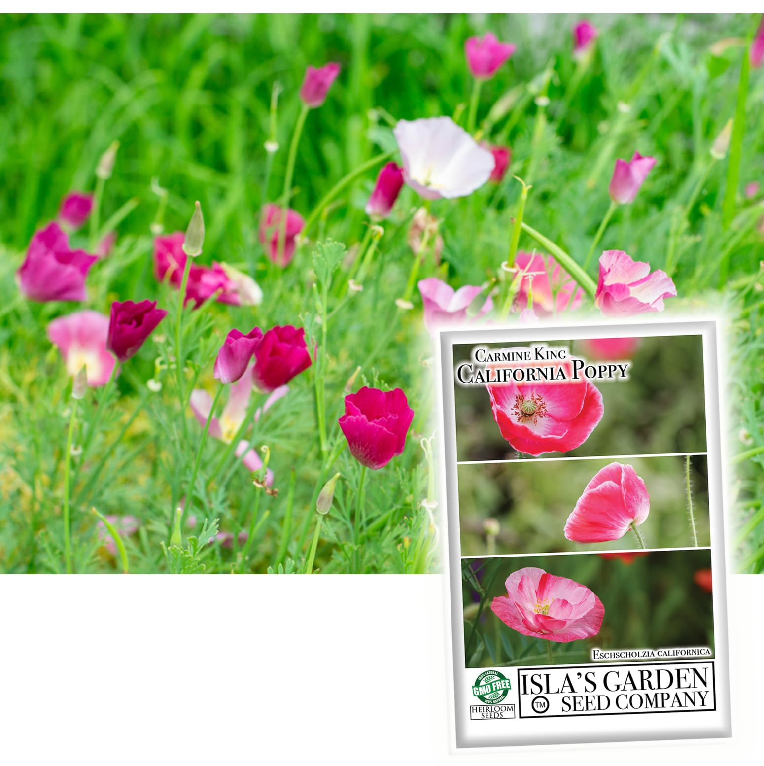 Carmine King California Poppy Seeds for Planting - 1000+ Non-GMO Heirloom Seeds (Eschscholzia californica) by Isla's Garden Seeds - Perfect for Home Gardens, Landscaping & Wildflower Meadows