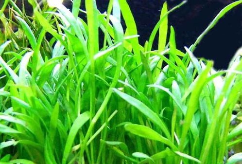 Micro Sword Lilaeopsis Brasiliensis - Live Aquarium Plants for Freshwater Tanks | Perfect for Aquascaping, Java Moss Carpet & Natural Fish Habitat