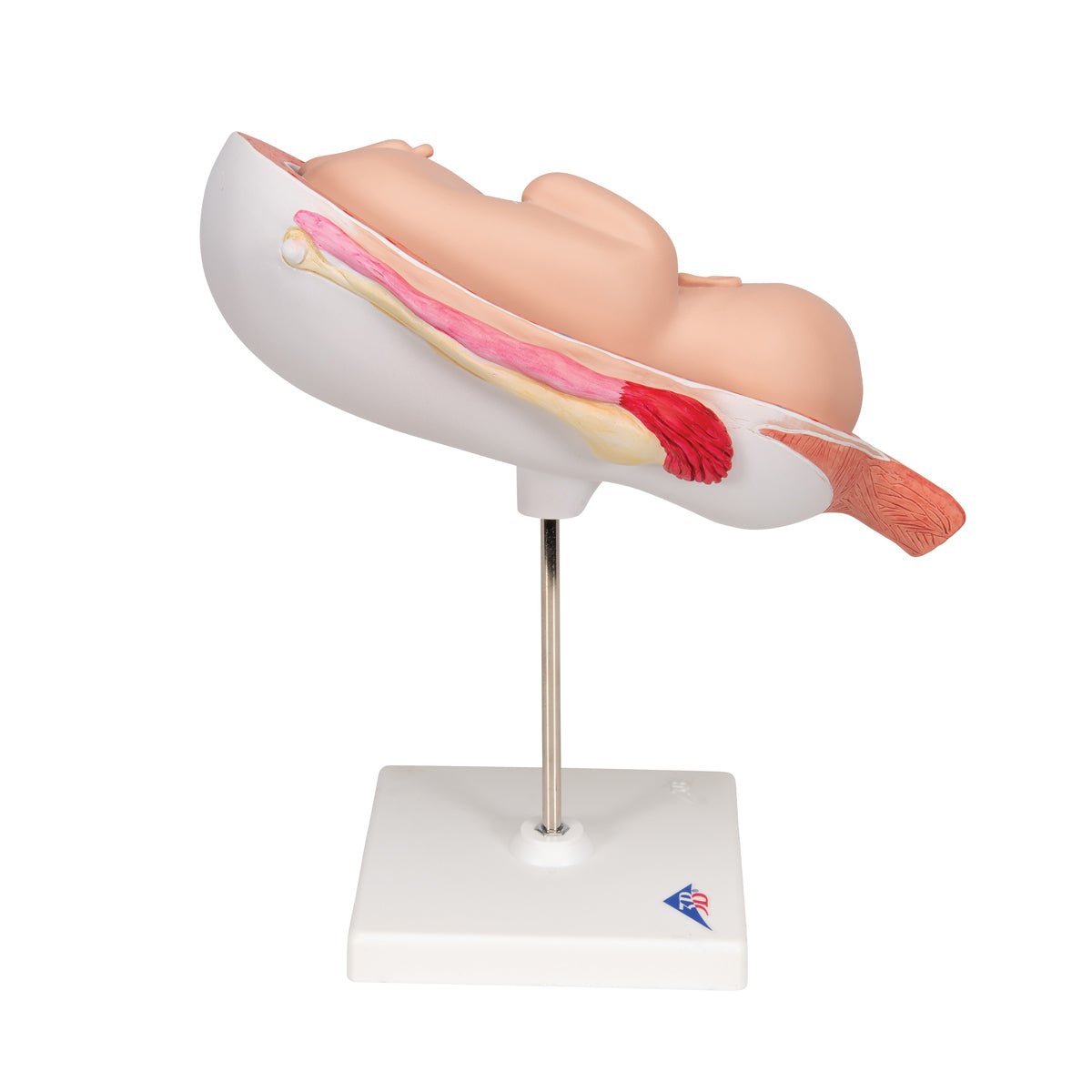 7 Month Fetus Model with 3B Smart Anatomy L10 8 - Perfect for Medical Education, Nursing Training & Anatomy Studies