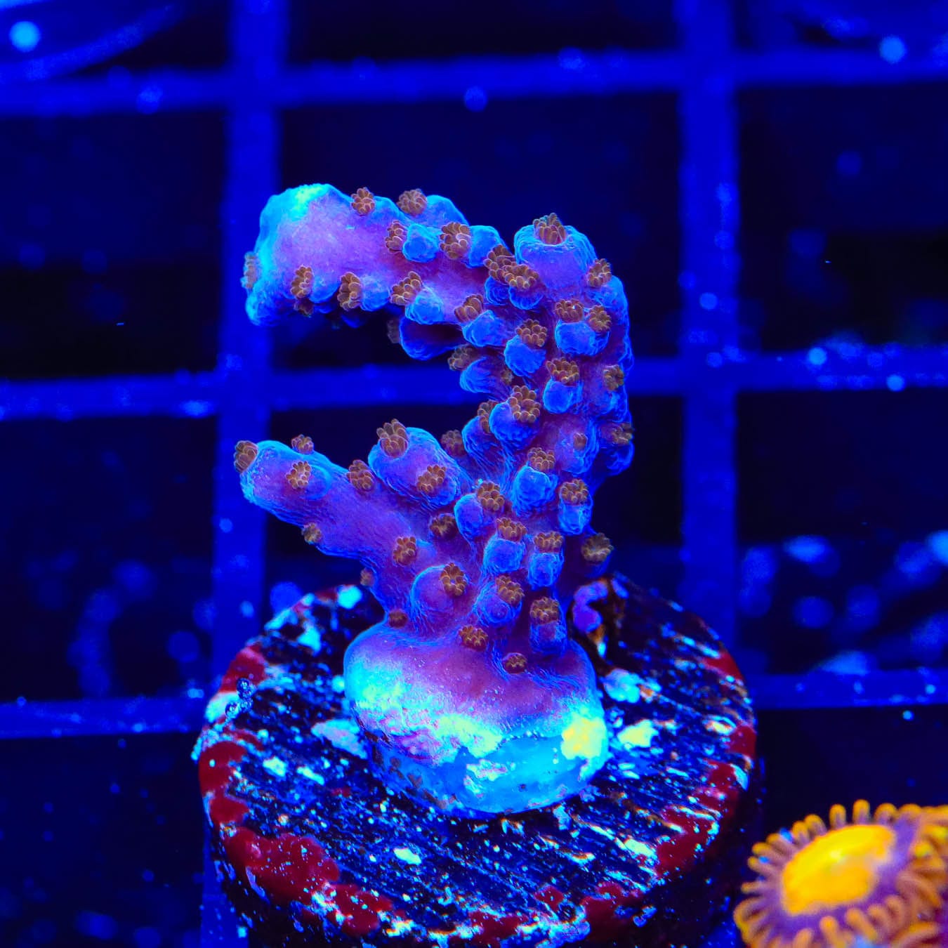ARC Fireworks Acropora Coral - Premium Saltwater Aquarium Coral for Reef Tanks | Perfect for Marine Aquascaping & Coral Propagation