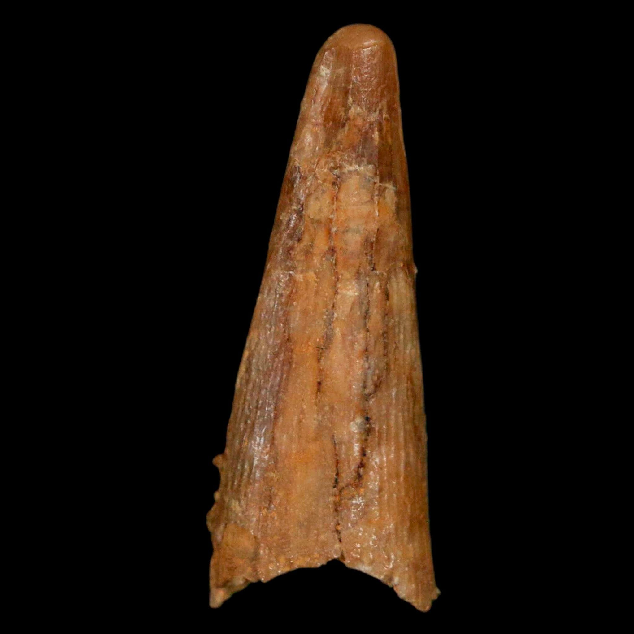 Authentic Pterosaur Coloborhynchus Fossil Tooth - Upper Cretaceous Era - Morocco Origin with COA - Rare Collectible Display Piece for Paleontology Enthusiasts & Home Decor