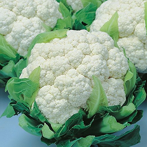 Premium Snow Crown Hybrid F1 Cauliflower Seeds - High-Yield, Disease-Resistant & Delicious Home Garden Vegetable Seeds for Planting - Perfect for Organic Gardening, Backyard Farming & Fresh Salads