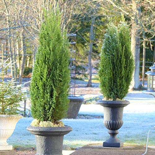 Spartan Juniper - 20 Live Trees - Juniperus Chinensis - Perfect for Landscaping, Privacy Hedges, and Garden Decor