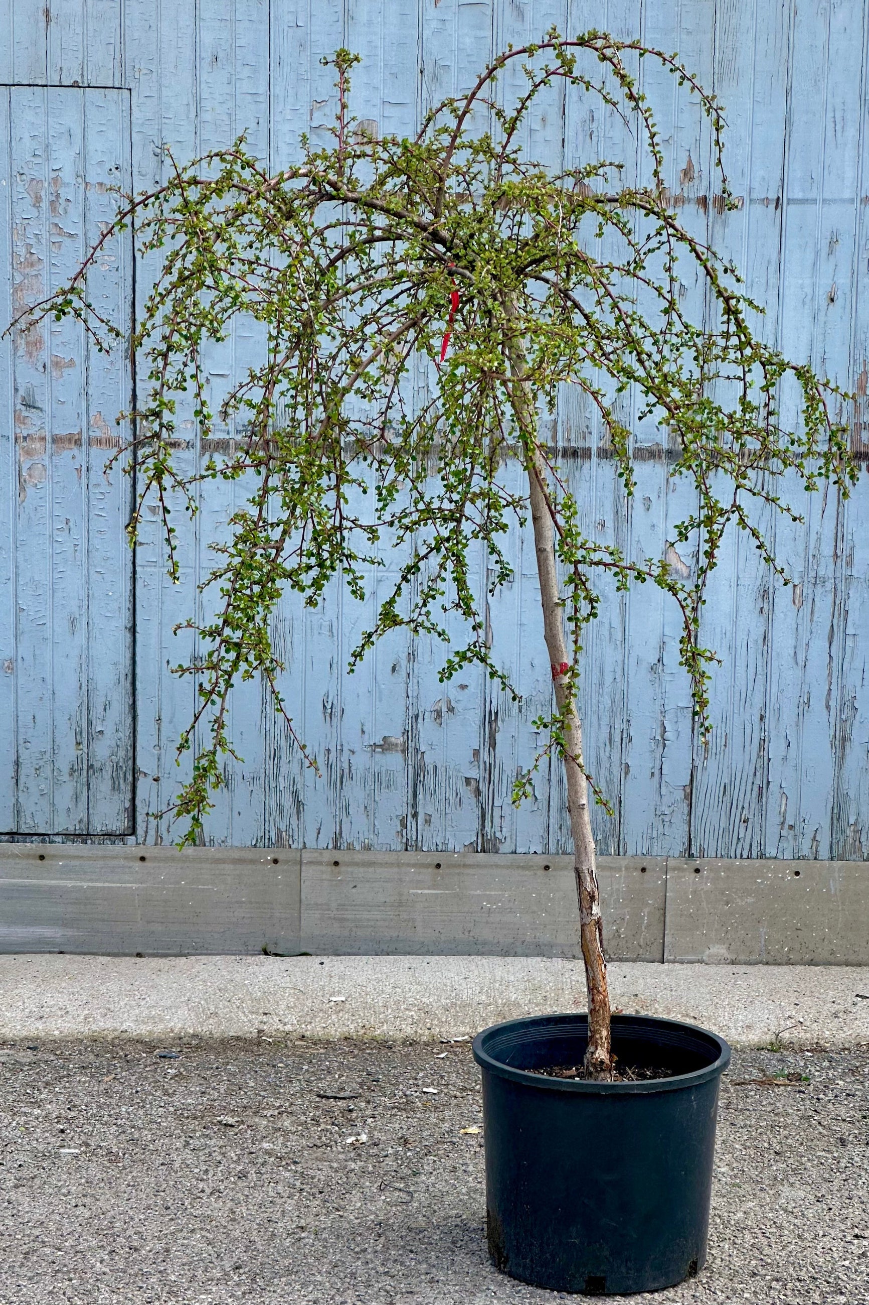 Cotoneaster Apiculatus #7 Standard Form - Perfect for Landscaping, Hedges, and Garden Borders