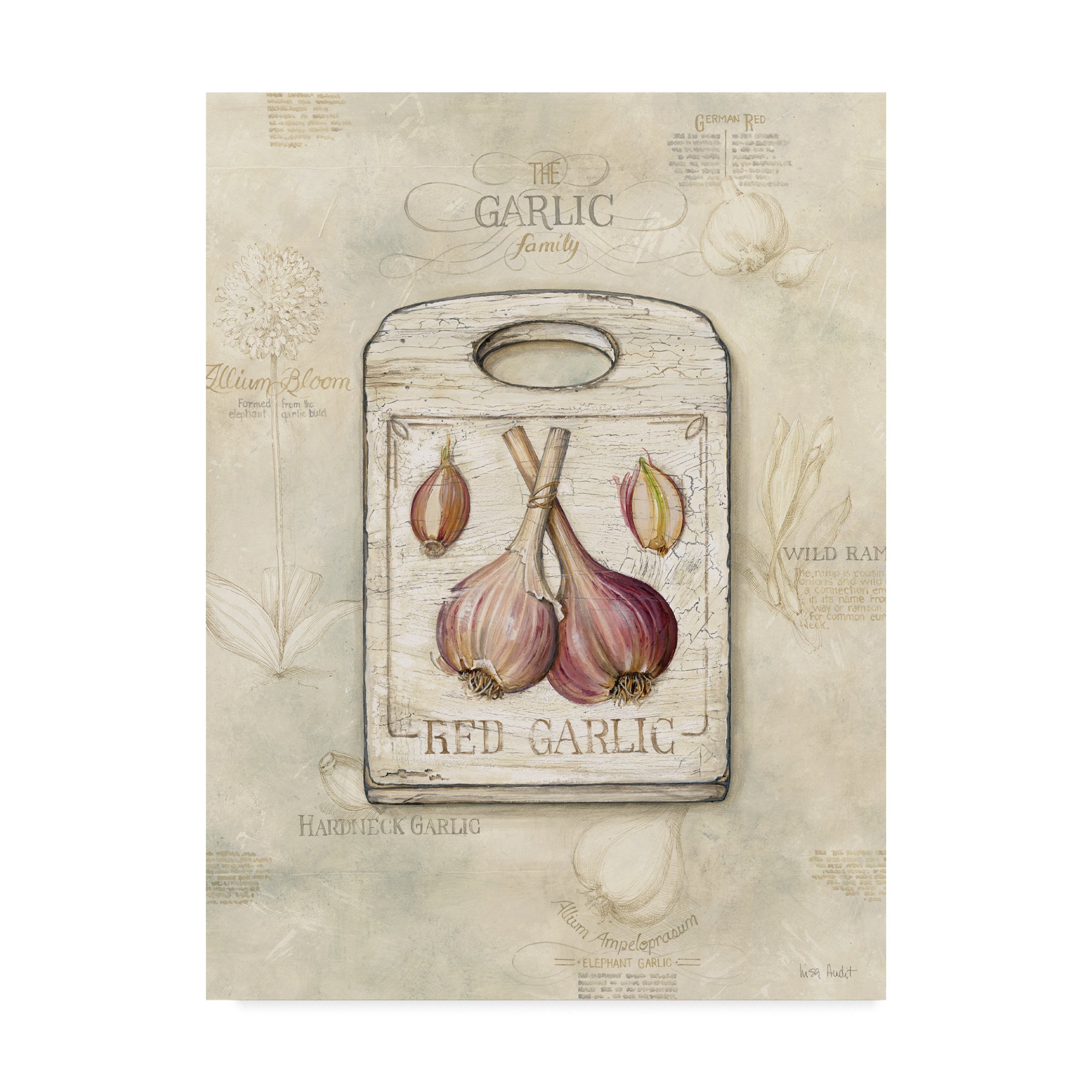 Lisa Audit Garlic Art Print - 35x47 Inch Wall Decor for Kitchen, Dining Room & Home Decor | Modern Canvas Painting for Farmhouse & Rustic Style
