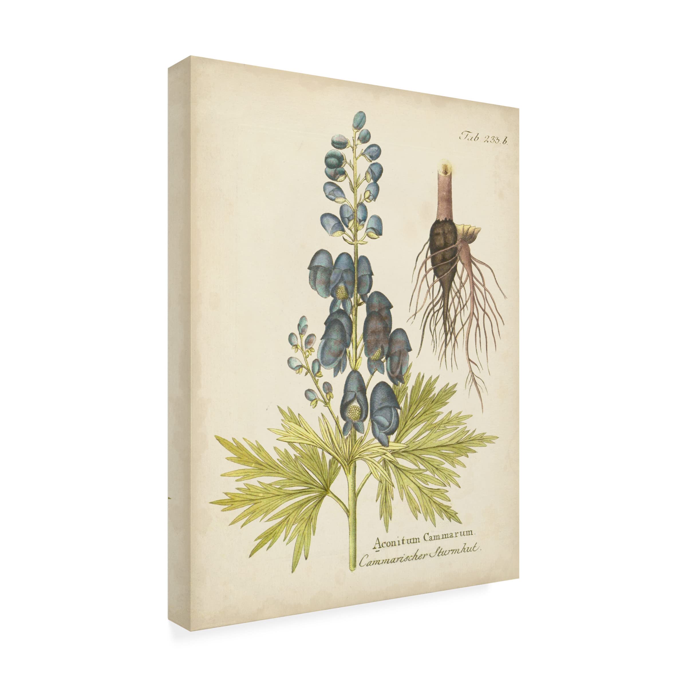 Trademark Fine Art 'Eloquent Botanical II' Canvas Wall Art by Vision Studio - Perfect for Living Room, Bedroom & Office Decor