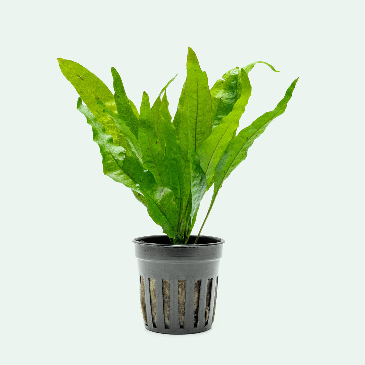 Microsorum Pteropus (Java Fern) - Live Aquatic Plant for Freshwater Aquariums, Fish Tanks & Terrariums - Easy Low Light Aquarium Plants for Beginners