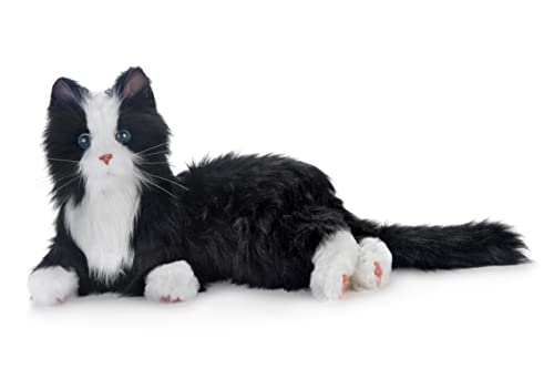 Black & White Tuxedo Cat