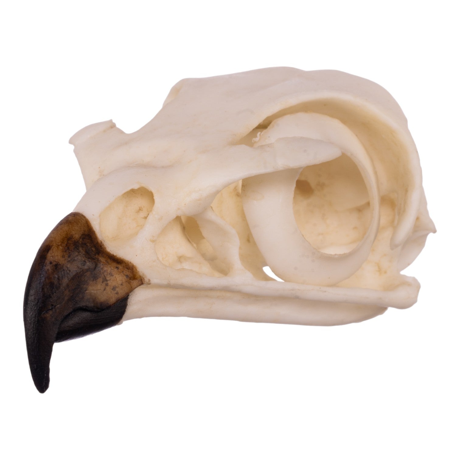 Authentic Replica Red-Tailed Hawk Skull - Lifelike Taxidermy Decoration for Home, Office & Gothic Decor | Halloween, Witchcraft & Nature Study Display