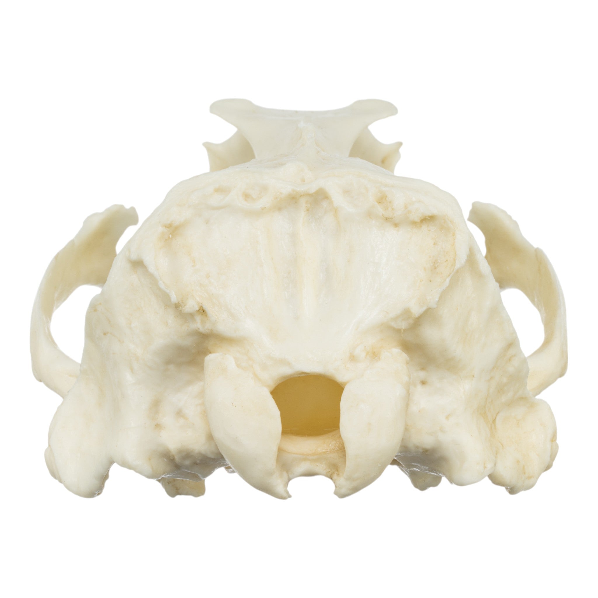 Authentic Replica Guadalupe Fur Seal Skull - Male Specimen for Educational Display, Biology Study & Home Decor Collection