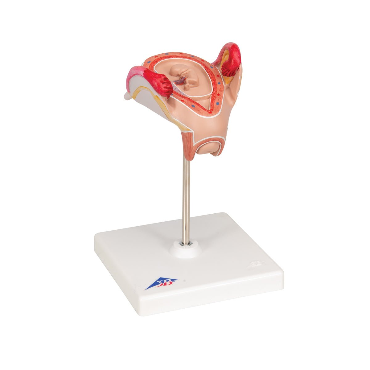2-Month Human Embryo Model - High-Quality Educational & Medical Training Tool for Students, Doctors, and Researchers | Perfect for Anatomy Study, Classroom Demonstrations & Medical Research
