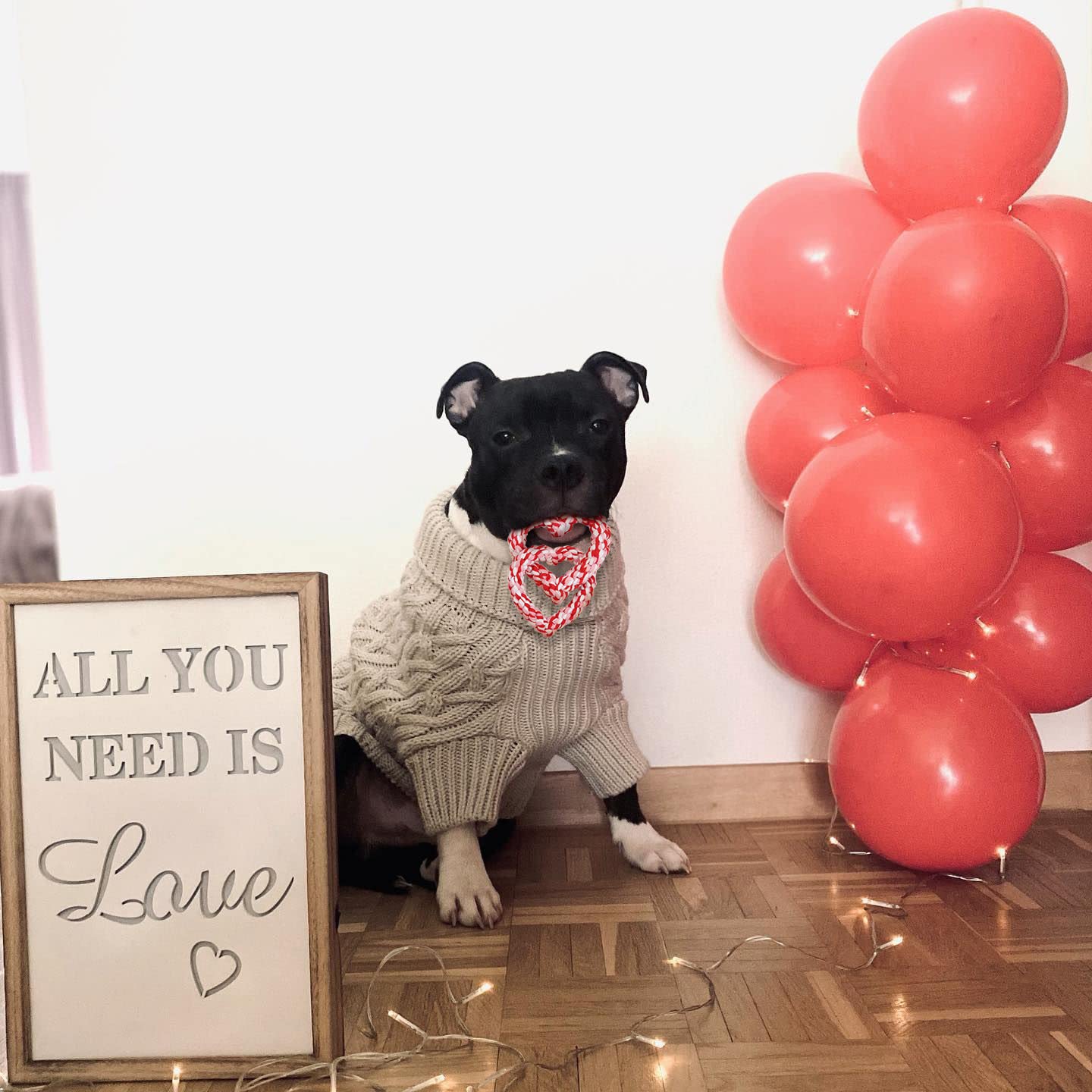 BoomBone Valentine's Day Dog Toy - Interlocking Heart Rope Chew Toy for Small & Medium Dogs - Perfect for Playtime, Training & Bonding with Your Pet