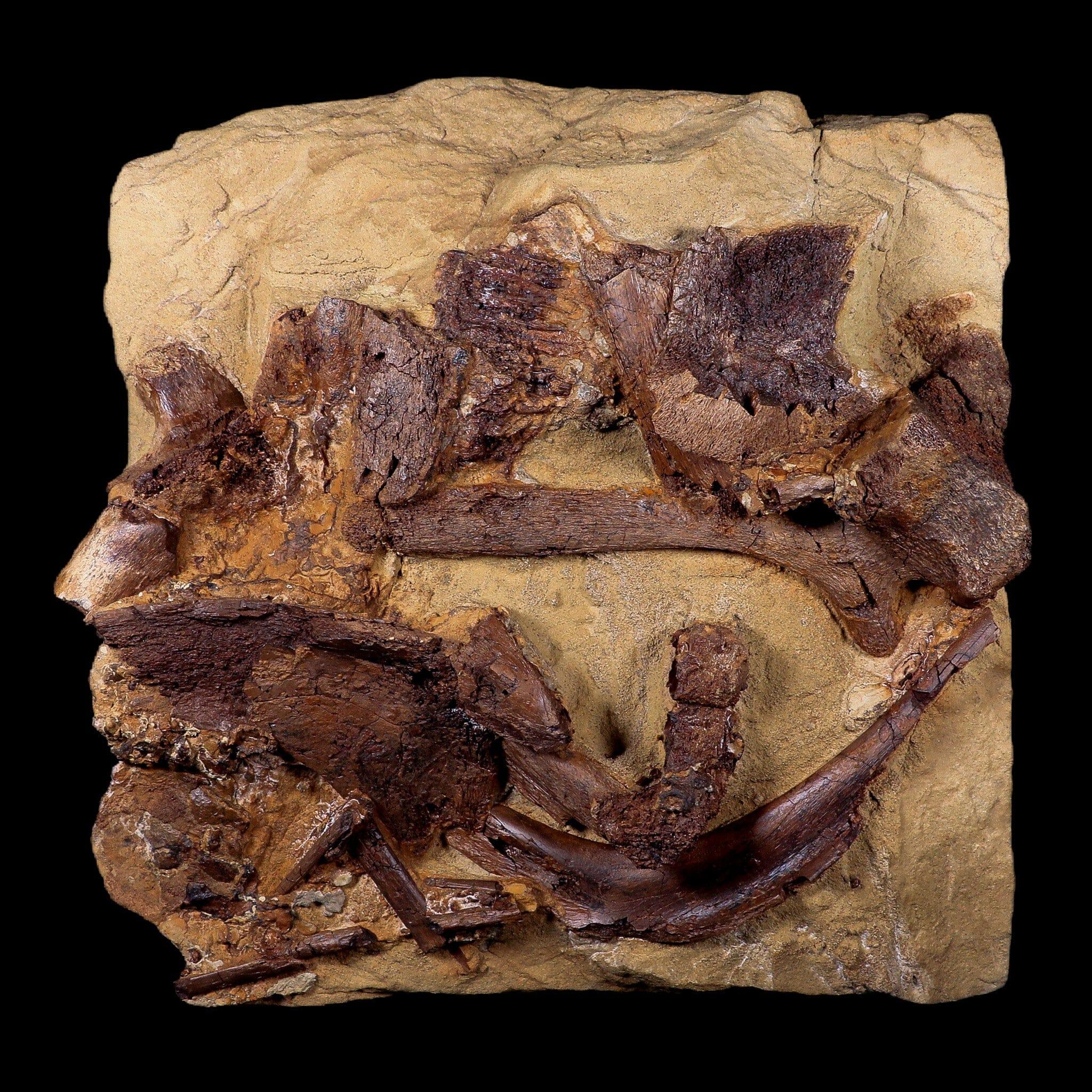 10 Authentic Edmontosaurus Fossils - Teeth, Jaw, Vertebrae & Tendons from Lance Creek, Wyoming | Dinosaur Fossil Collection for Paleontology Enthusiasts & Museum Displays