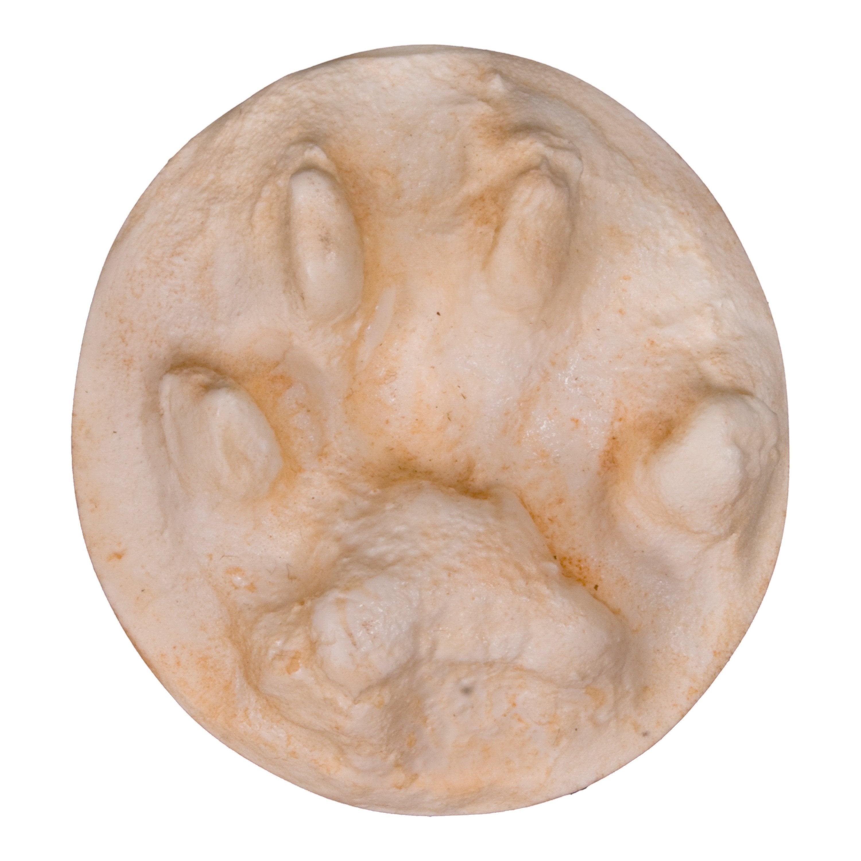 Replica Bobcat Negative Footprint - High-Quality Animal Track Replica for Hunting, Wildlife Tracking & Outdoor Education | Perfect for Nature Enthusiasts and Survival Training