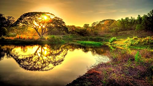 Tree Sunset