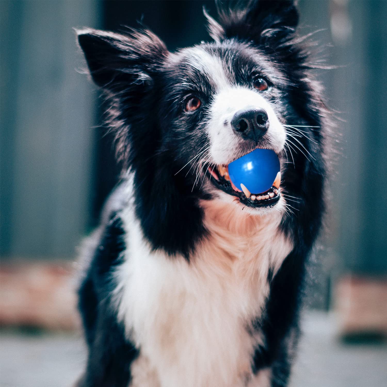 Indestructible Dog Balls for Aggressive Chewers - 100% Safe Non-Toxic Solid Rubber Chew Toys - Floating Durable Bouncy Ball for Medium & Large Breed Dogs - Perfect for Training, Playtime, Fetch & Outdoor Exercise