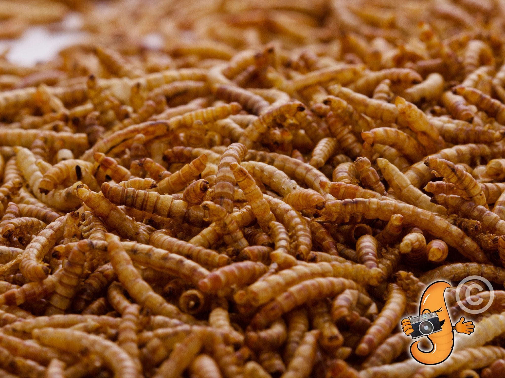Premium 30Lbs Chubby Dried Mealworms - High Protein Bird & Reptile Food for Chickens, Wild Birds, Turtles & Fish - Perfect for Pet Feeding & Outdoor Wildlife Attraction