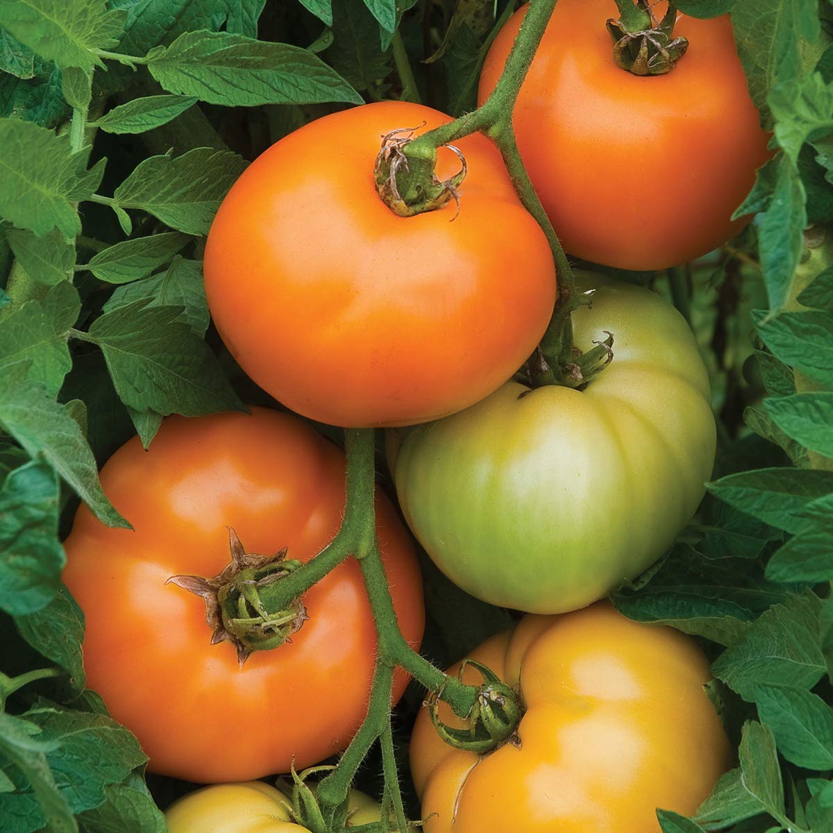 Burpee 'Orange Wellington' Hybrid Tomato Seeds - Non-GMO Orange Beefsteak Slicing Variety (65 Seeds) | Perfect for Home Gardens, Fresh Salads & Canning