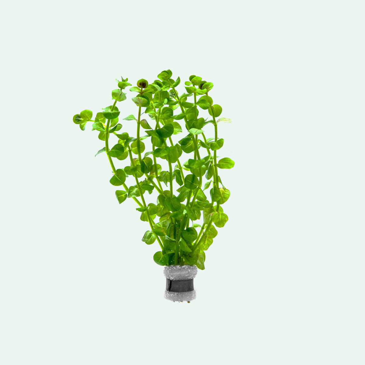 Rotala Rotundifolia Green Aquatic Plant for Freshwater Aquariums - Perfect for Aquascaping and Fish Tank Decoration