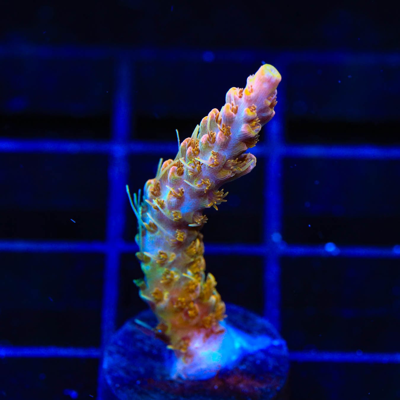 Premium CC Voodoo Majick Acropora Coral for Saltwater Aquariums - Vibrant Live Coral for Reef Tanks & Marine Aquascaping