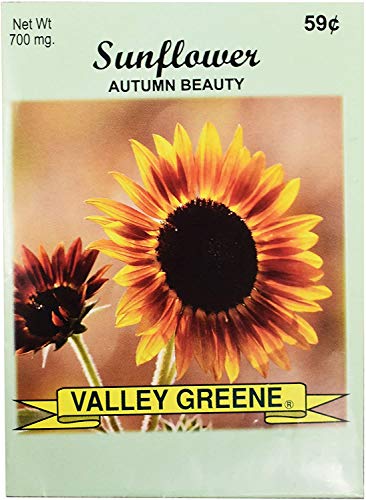 Autumn Beauty Sunflower
