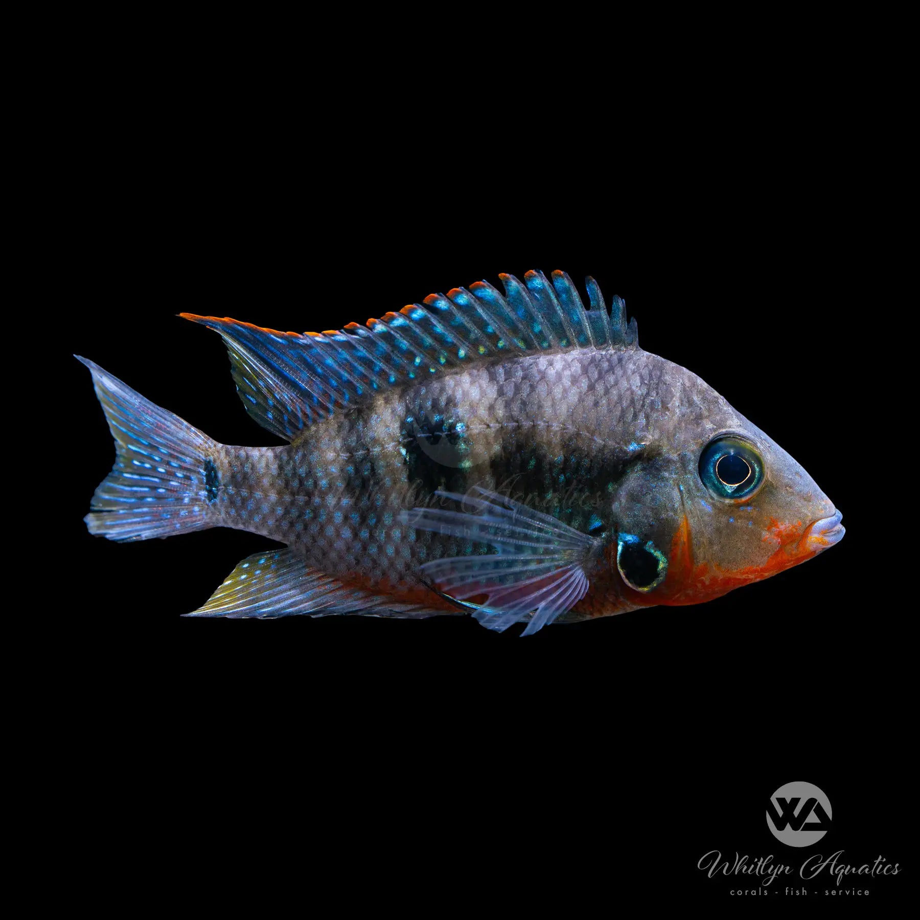 Firemouth Cichlid (Thorichthys meeki) - Live Tropical Fish for Aquariums | Perfect for Community Tanks & Cichlid Enthusiasts