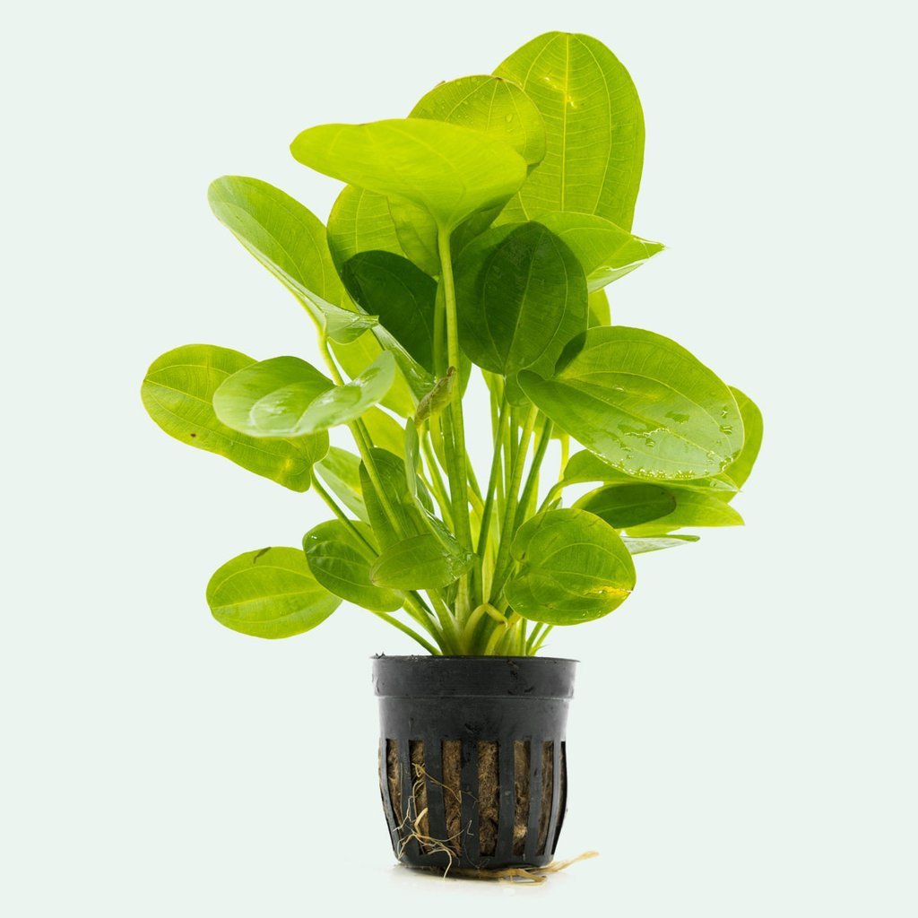 TCulture Echinodorus Horizontalis Mini Live Aquarium Plant (Potted) - Perfect for Freshwater Fish Tanks, Aquascaping & Aquatic Decor