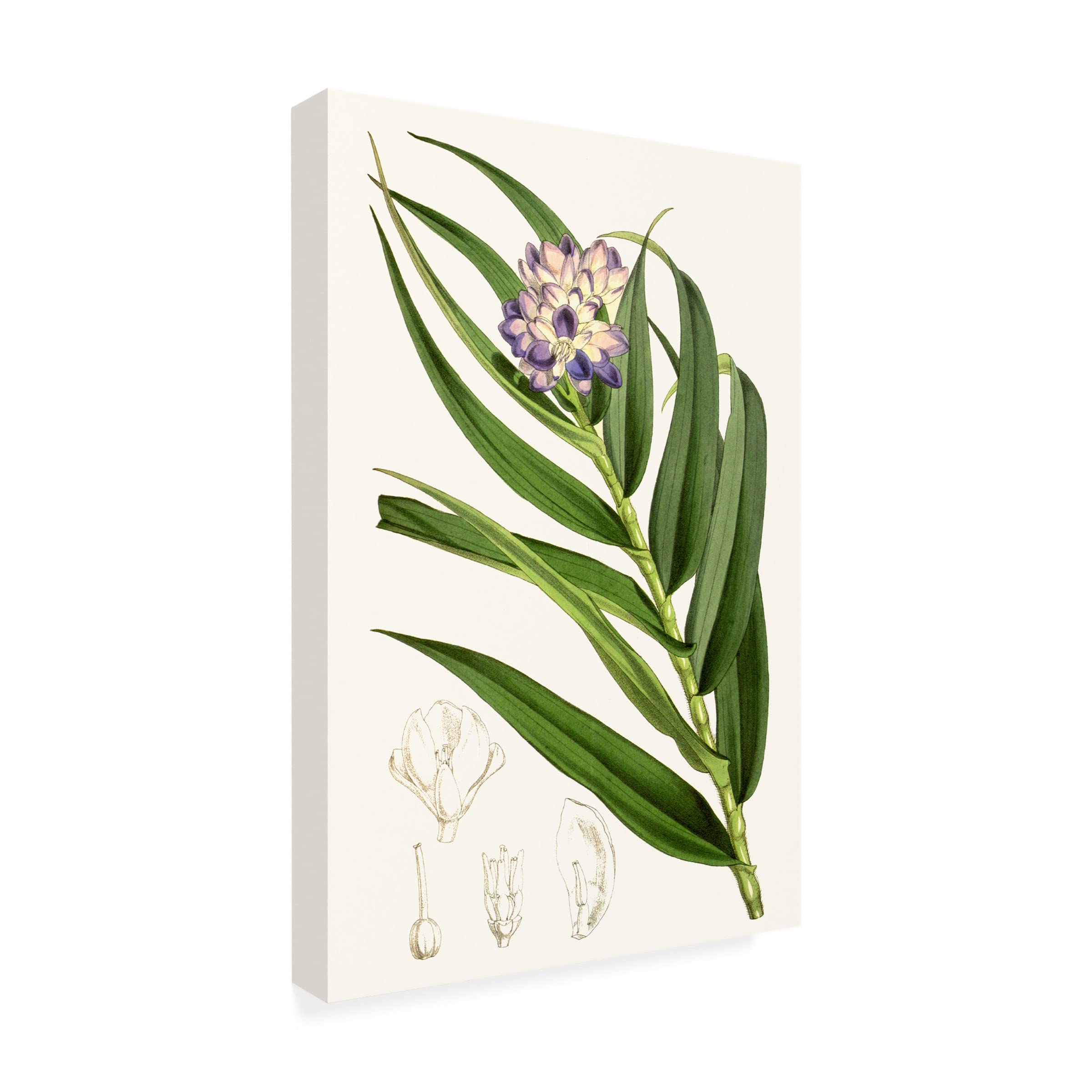 Trademark Fine Art 'Tropical Plants II' Canvas Wall Art Print by Curtis - Vibrant Botanical Decor for Living Room, Bedroom & Office