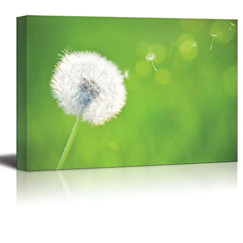 Spring Dandelion