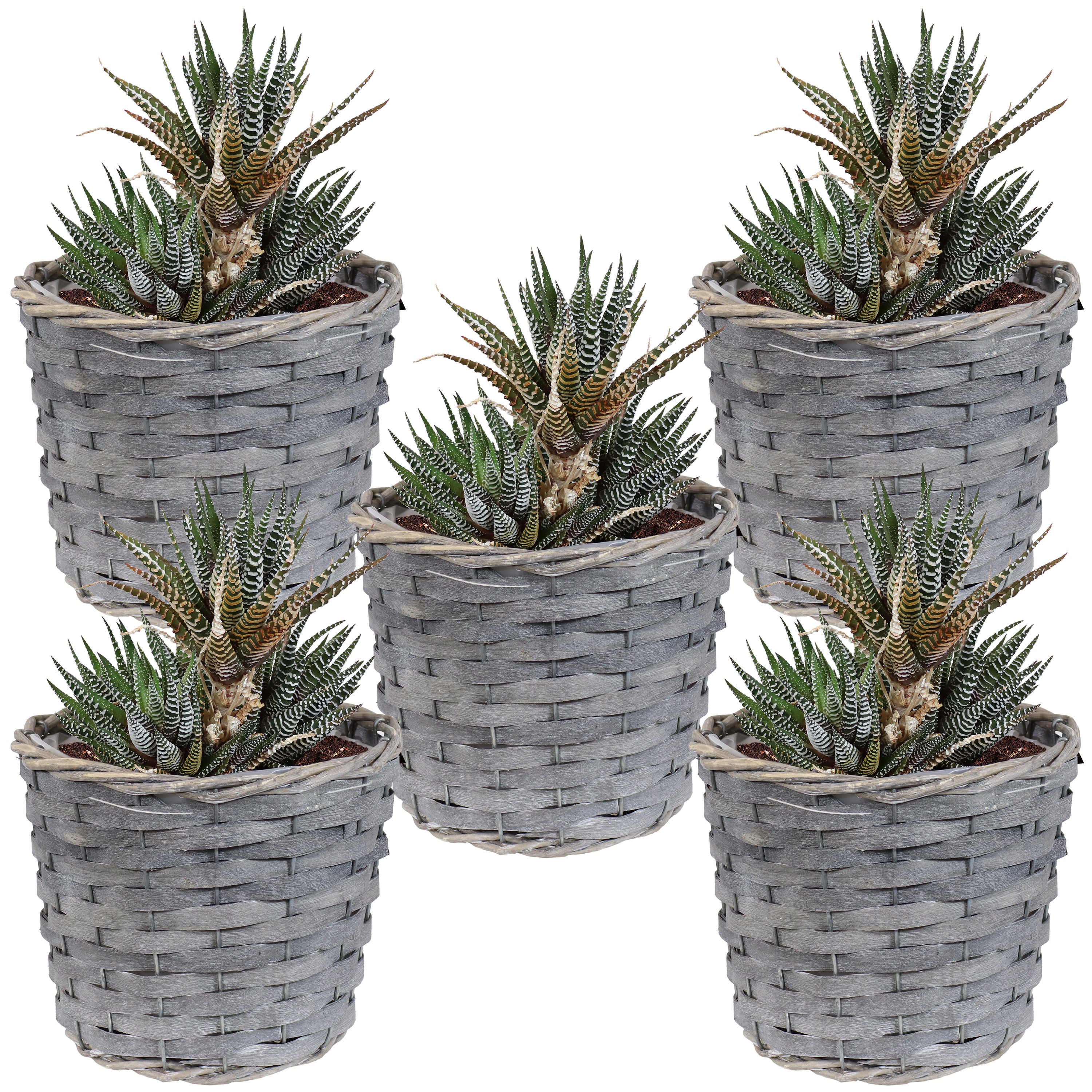 Sunnydaze 5-Pack Indoor Poplar Wicker Planters with Plastic Liners - Perfect for Home Decor, Living Room, Office & Indoor Plants