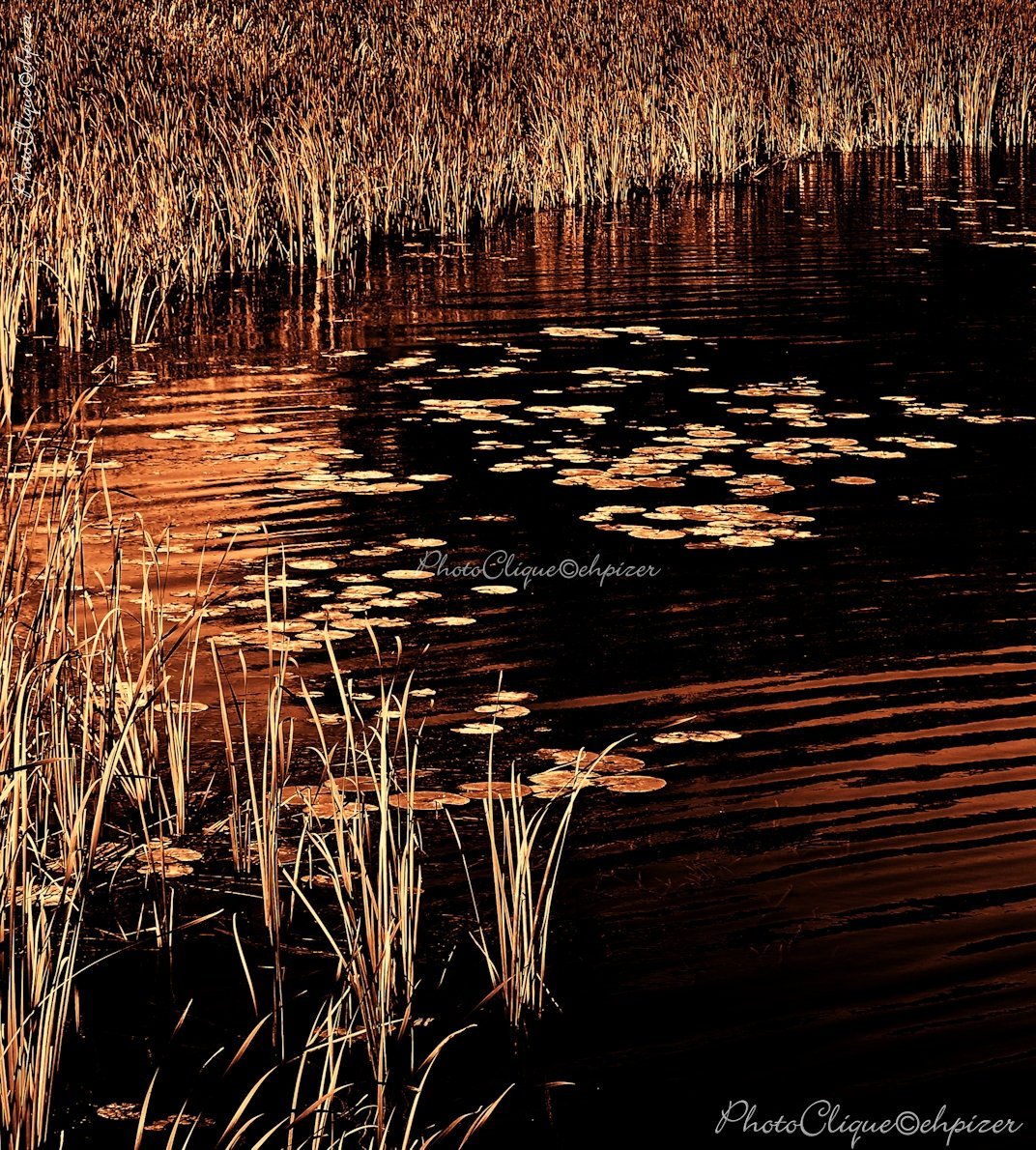 Rushes & Lily Pads Fine Art Photography Print - Marshy Waterscape Nature Wall Decor for Living Room & Office
