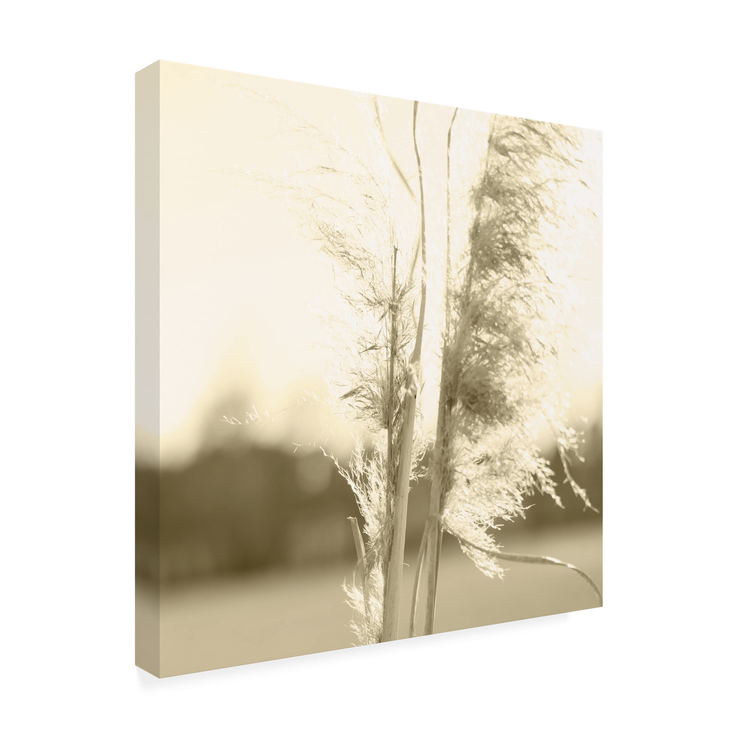 Trademark Fine Art 'Ethereal Pampas V' Canvas Wall Art Print by Jason Johnson - Modern Boho Home Decor for Living Room, Bedroom & Office